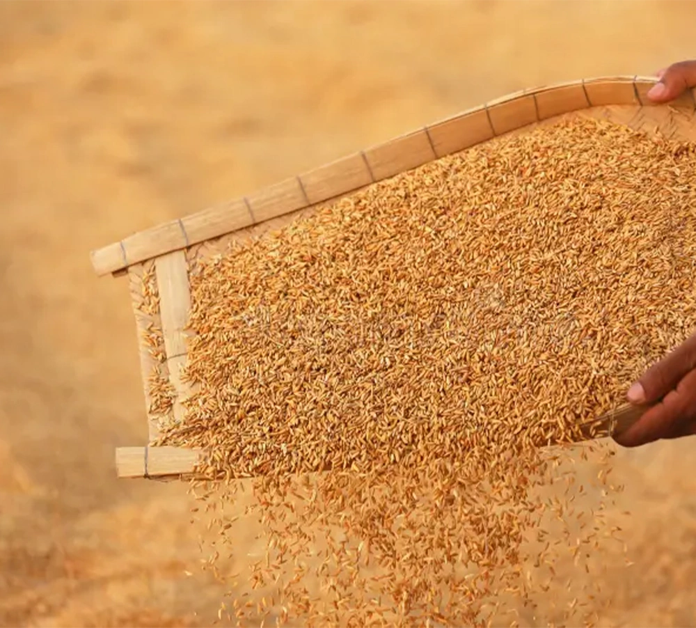 Shree Ganesh Rice Mill